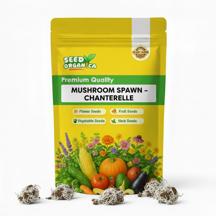 Mushroom Spawn – Chanterelle