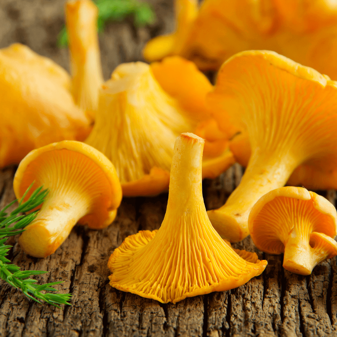 Mushroom Spawn – Chanterelle