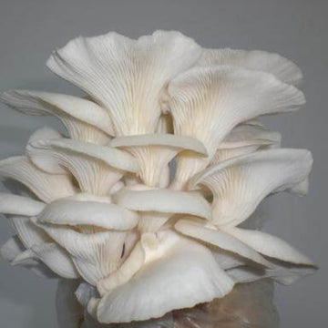 Mushroom Spawn – Corofitam