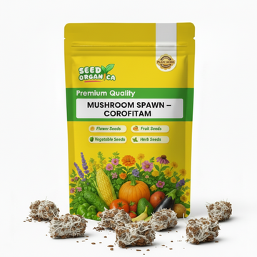 Mushroom Spawn – Corofitam