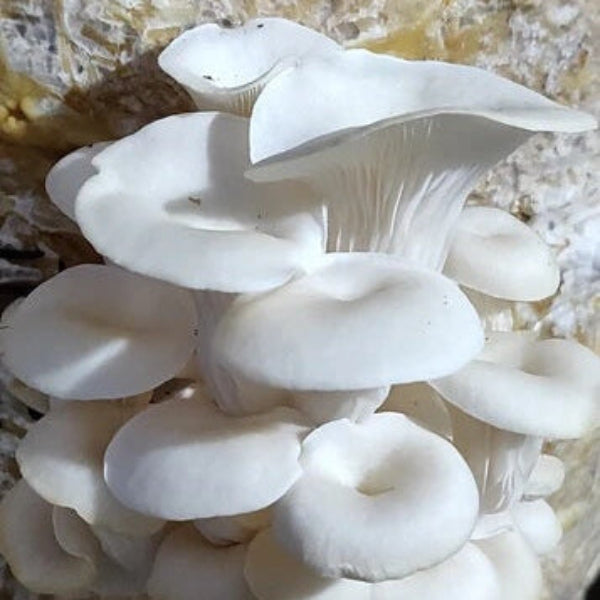 Mushroom Spawn – Corofitam