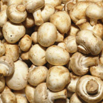 Mushroom Spawn – Cream