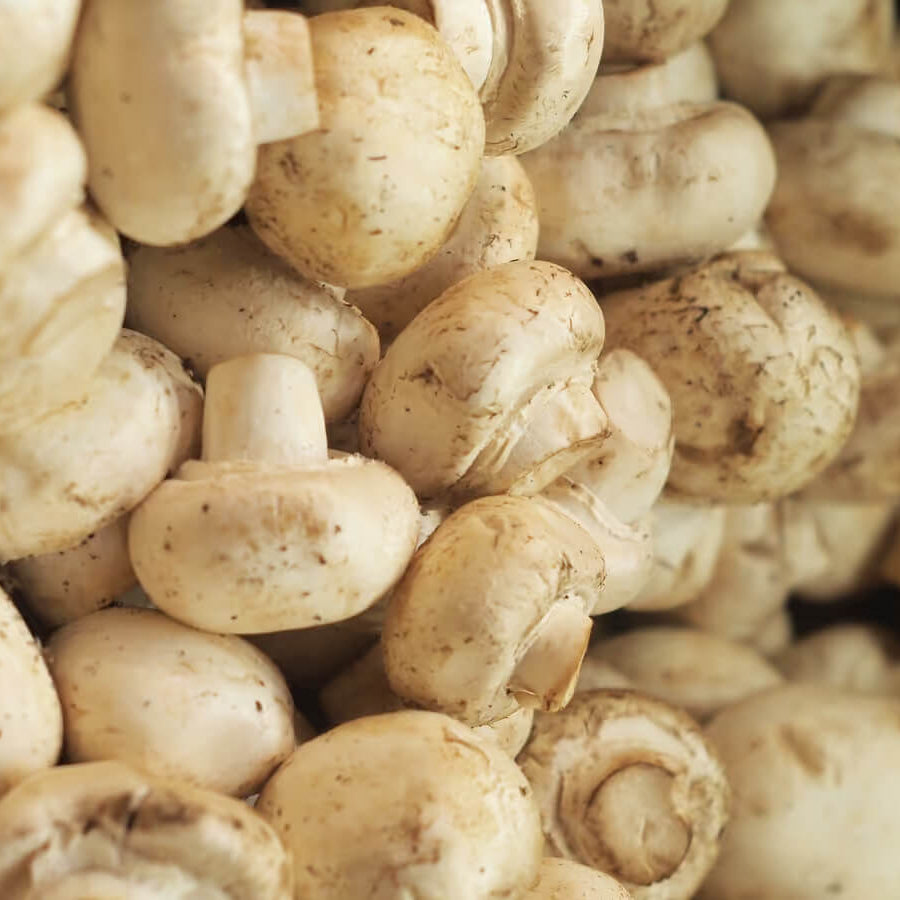 Mushroom Spawn – Cream