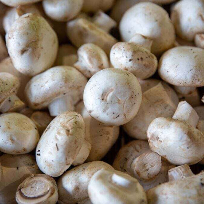 Mushroom Spawn – Cream