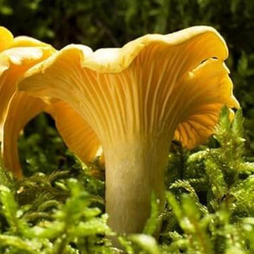 Mushroom Spawn – Girolle
