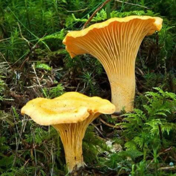 Mushroom Spawn – Girolle
