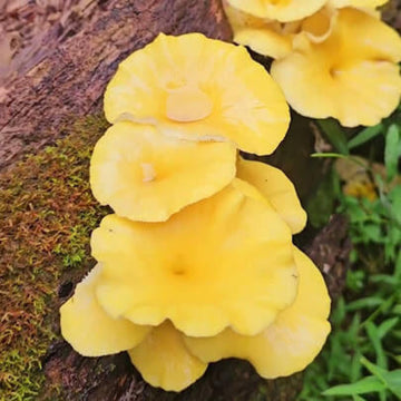 Mushroom Spawn – Light Yellow