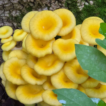 Mushroom Spawn – Light Yellow
