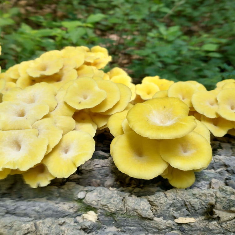 Mushroom Spawn – Light Yellow