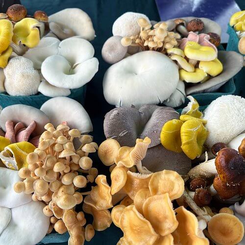 Mushroom Spawn – Mixed