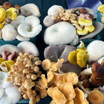 Mushroom Spawn – Mixed