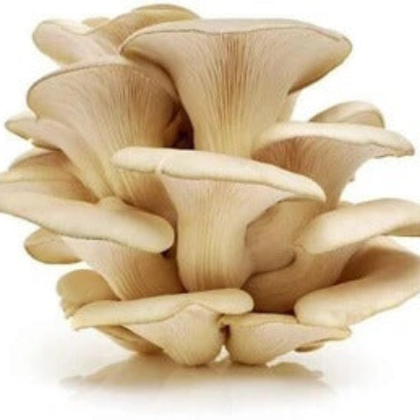 Mushroom Spawn – Oyster