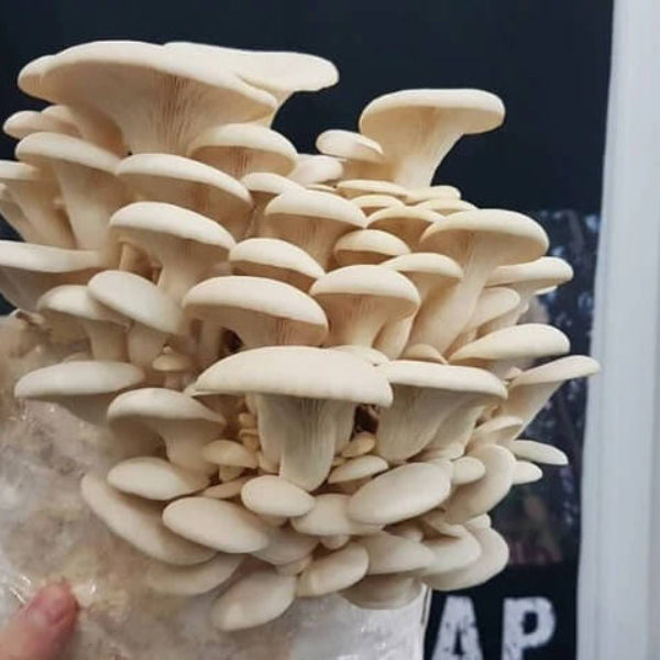 Mushroom Spawn – Oyster