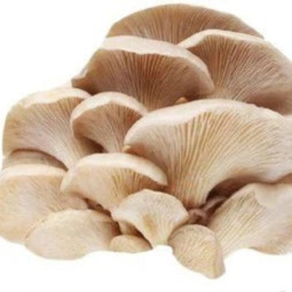 Mushroom Spawn – Oyster