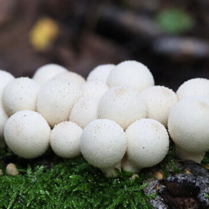 Mushroom Spawn – Puffball