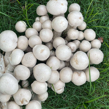 Mushroom Spawn – Puffball