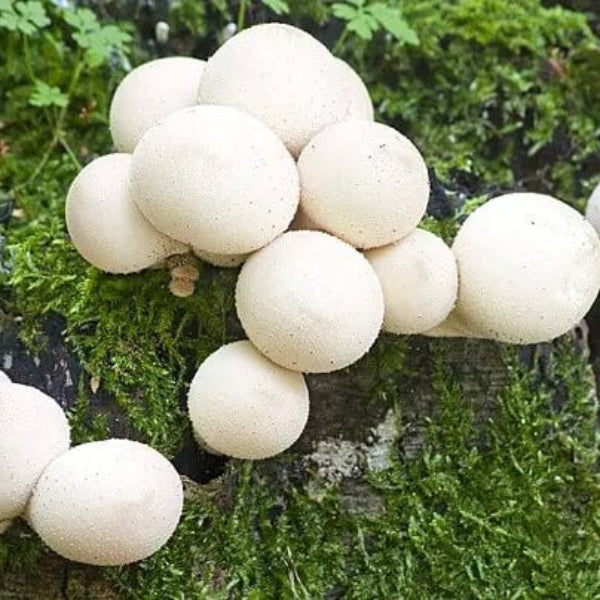 Mushroom Spawn – Puffball