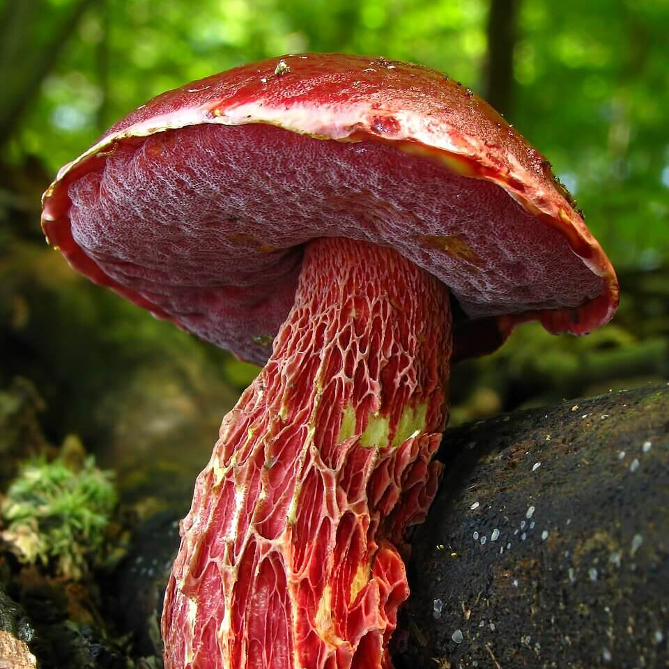 Mushroom Spawn – Red