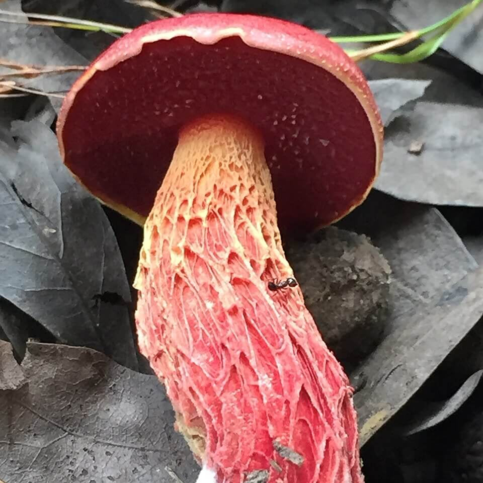 Mushroom Spawn – Red