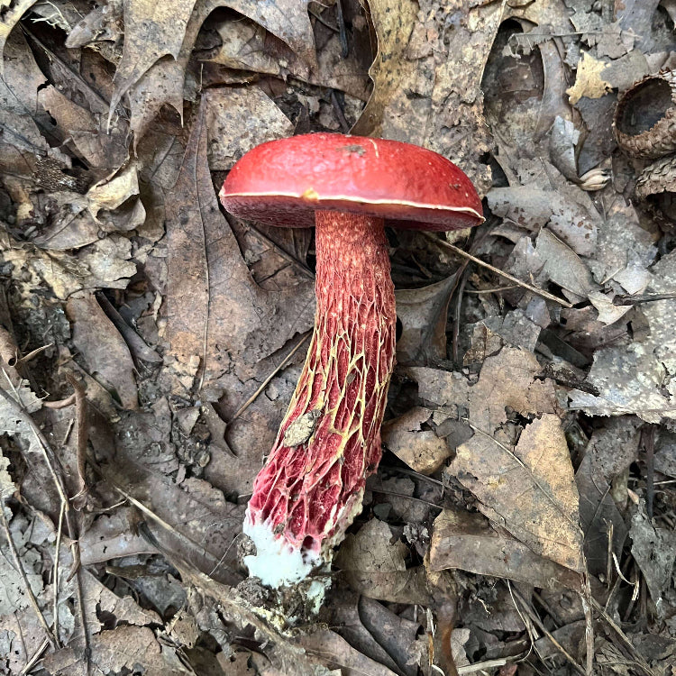 Mushroom Spawn – Red