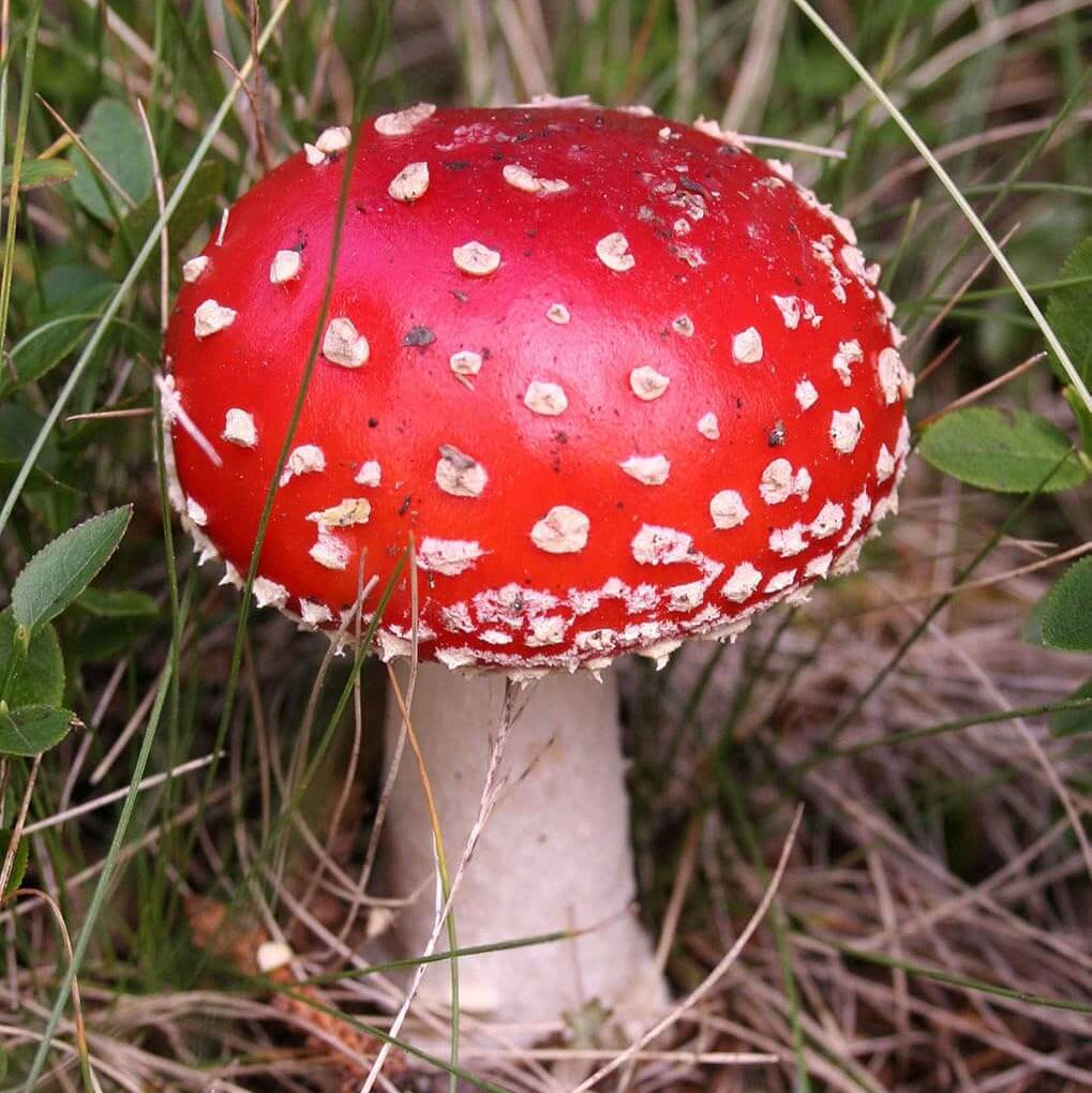 Mushroom Spawn – Red White