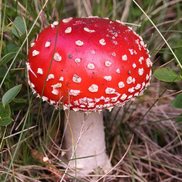 Mushroom Spawn – Red White