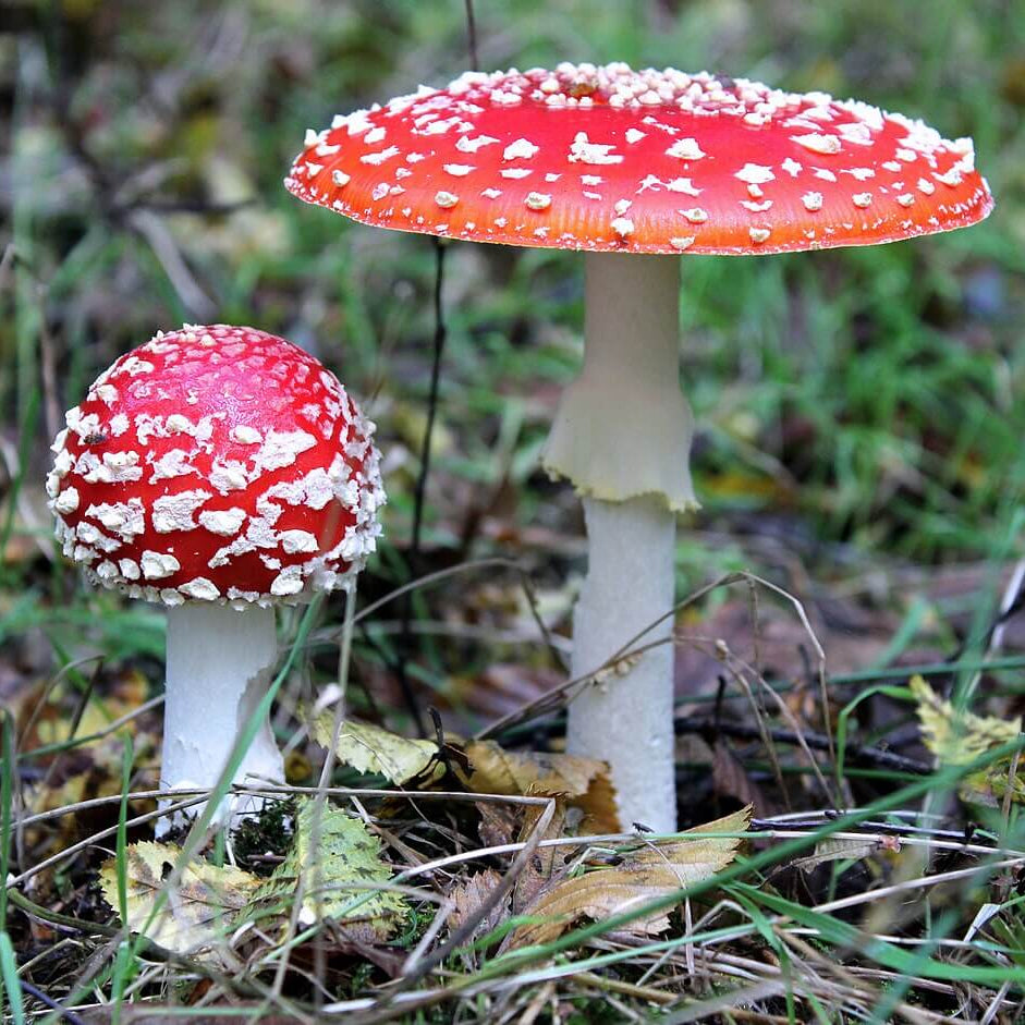 Mushroom Spawn – Red White