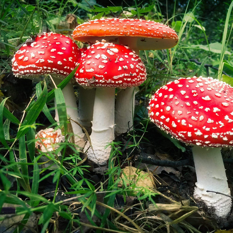 Mushroom Spawn – Red White