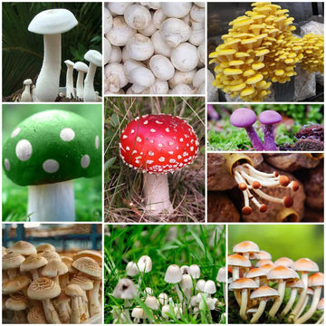 Mushroom Spawn Seeds - All In One For Home Gardens