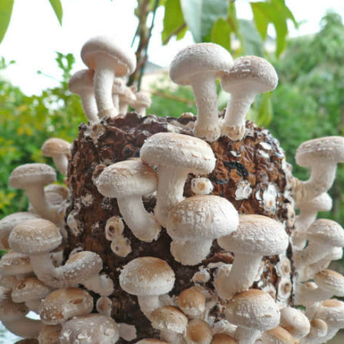 Mushroom Spawn Seeds - All In One For Home Gardens