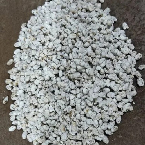 Mushroom Spawn Seeds - All In One For Home Gardens
