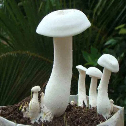Mushroom Spawn Seeds - All In One For Home Gardens