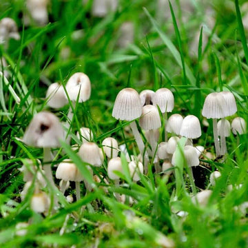 Mushroom Spawn Seeds - All In One For Home Gardens