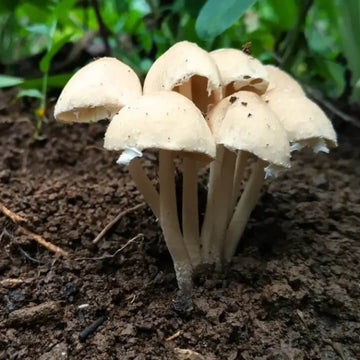Mushroom Spawn Seeds 