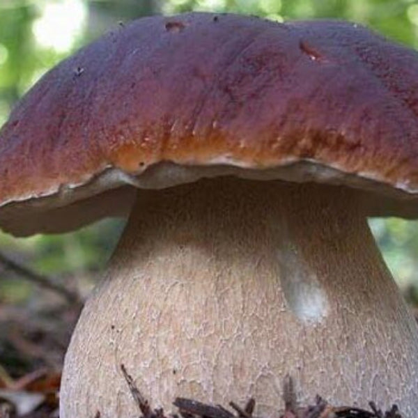 Mushroom Spawn Seeds