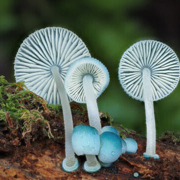 Mushroom Spawn – Sky Blue