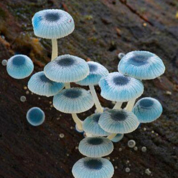 Mushroom Spawn – Sky Blue