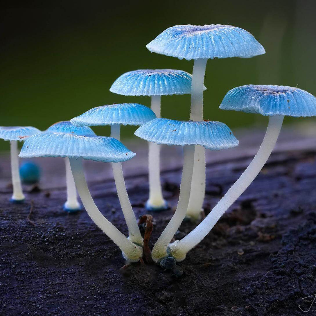 Mushroom Spawn – Sky Blue