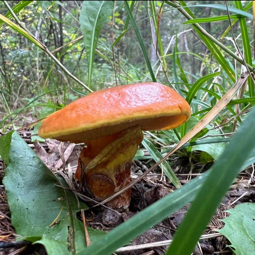 Mushroom Spawn – Slippery Jack