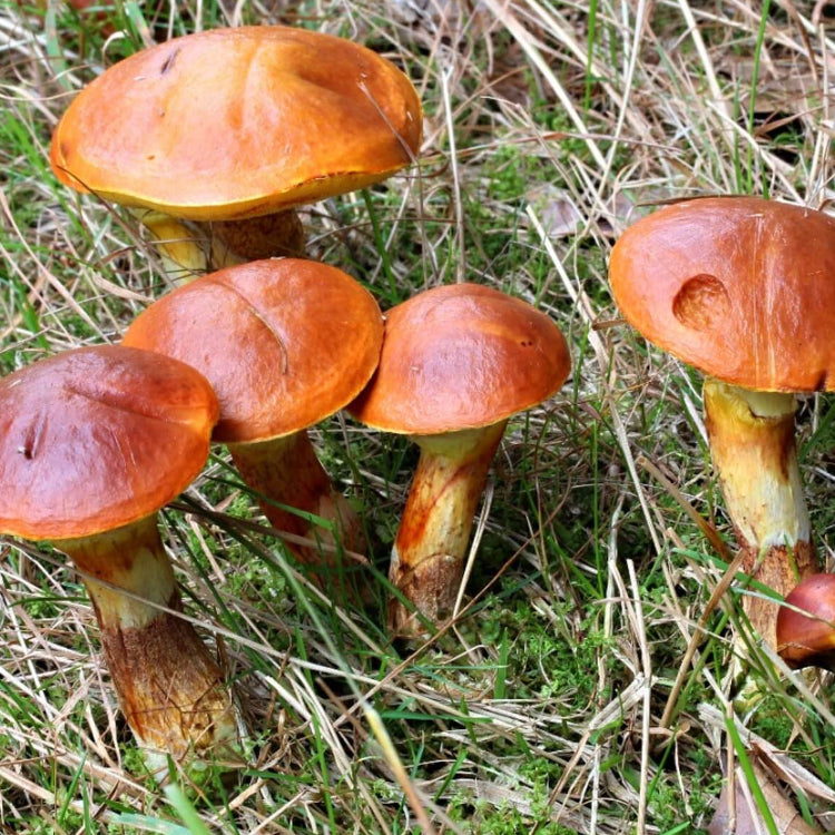 Mushroom Spawn – Slippery Jack