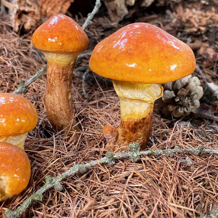 Mushroom Spawn – Slippery Jack