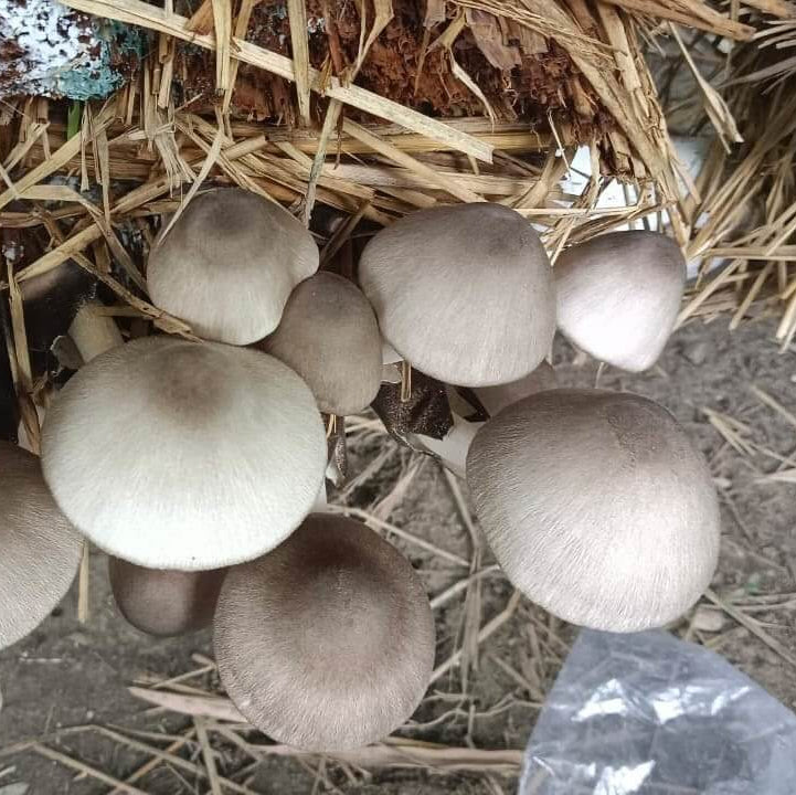 Mushroom Spawn – White Volvariella