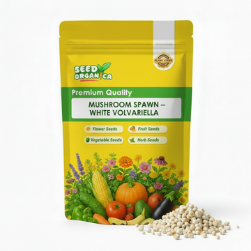 Mushroom Spawn – White Volvariella