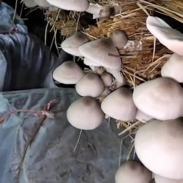 Mushroom Spawn – White Volvariella