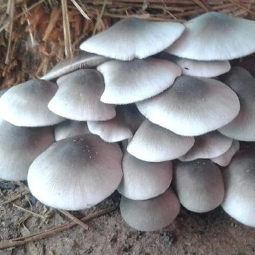 Mushroom Spawn – White Volvariella