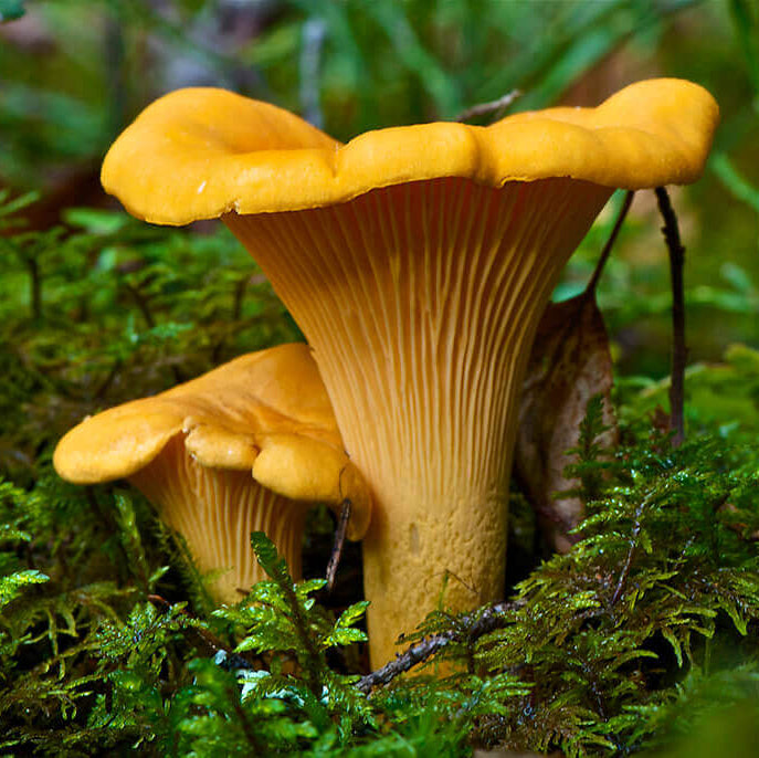 Mushroom Spawn – Yellow Chanterelle
