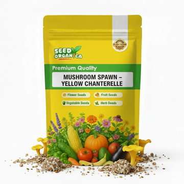 Mushroom Spawn – Yellow Chanterelle