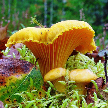 Mushroom Spawn – Yellow Chanterelle