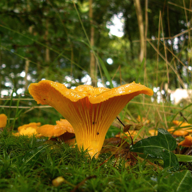 Mushroom Spawn – Yellow Chanterelle