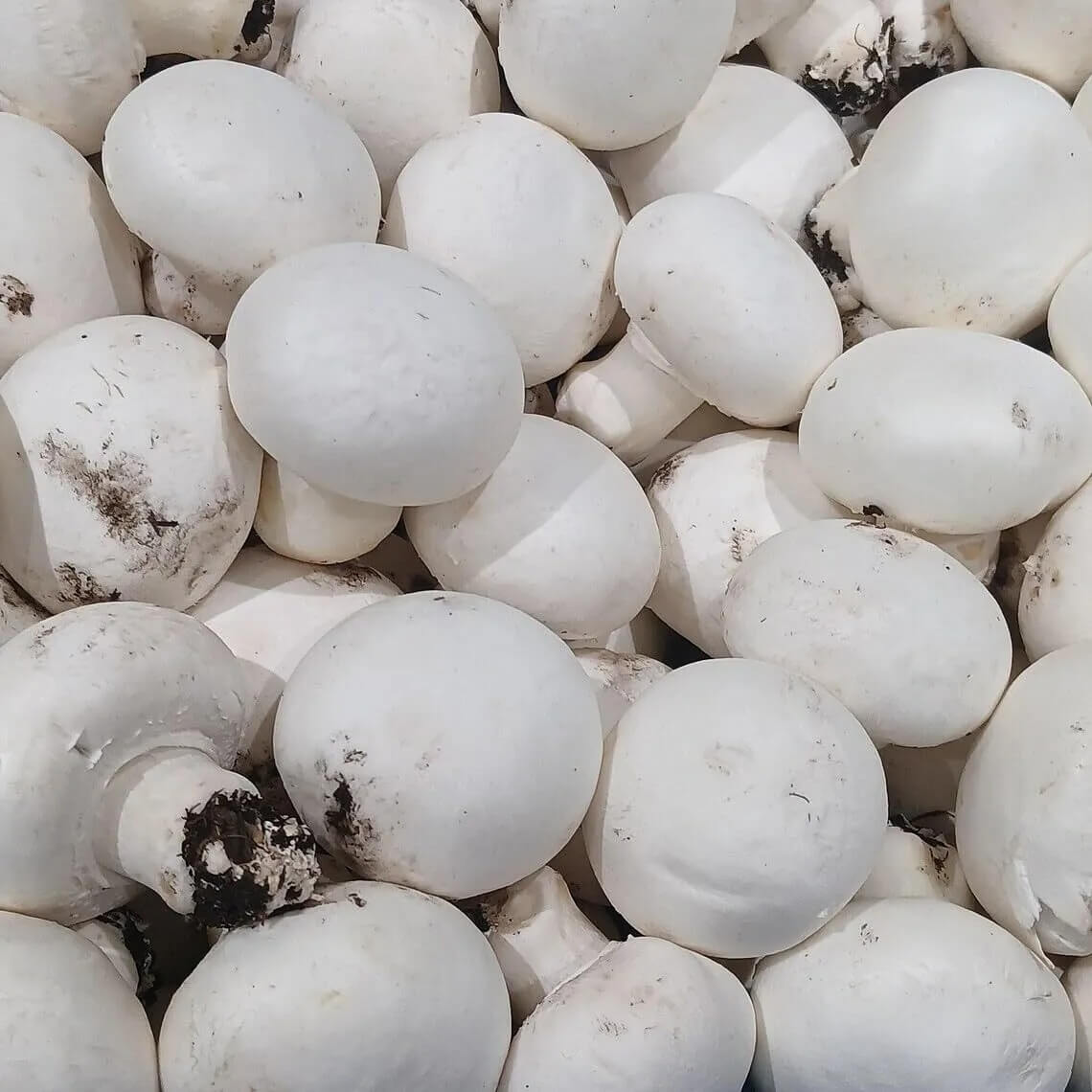 Mushroom Seeds – White Button